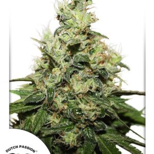 10 UND FEM - CBD KUSH ﾮ * DUTCH PASSION 10 UND FEMINIZADAS