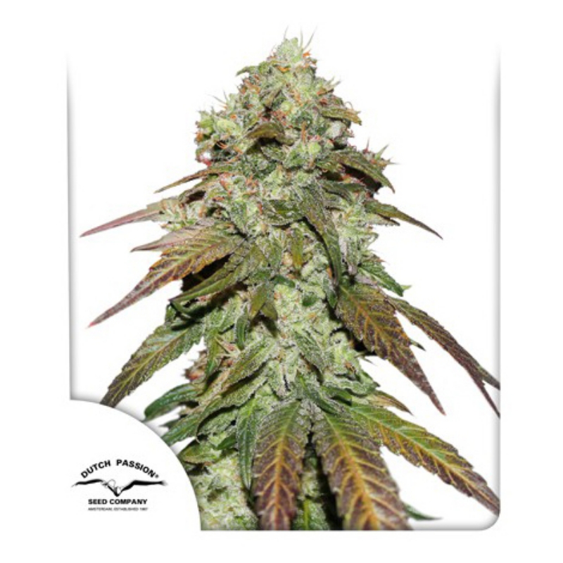 3 UND FEM - CBD MAZAR ﾮ * DUTCH PASSION 3 UND FEMINIZADAS