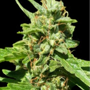 10 UND FEM - CBD NEPAL GOLD * BULK SEED 10 UND FEM