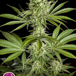 25 UND FEM - CBD RICH CANDY * PHILOSOPHER 25 UND FEMINIZADAS