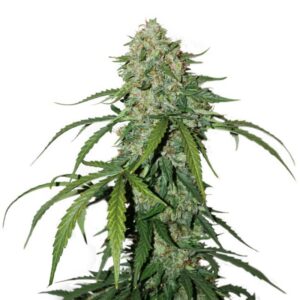 1 UND FEM - CBD 1:1 SILVER LIME HAZE AUTO * SEEDSTOCKERS FEMINIZADA 1 UND