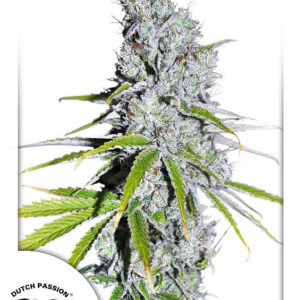 3 UND FEM - CBD SKUNK HAZE ﾮ  * DUTCH PASSION 3 UND FEMINIZADAS