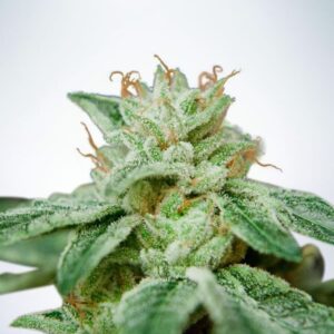 5 UND FEM - CBD STAR * MINISTRY SEEDS 5 UND FEMINIZADAS
