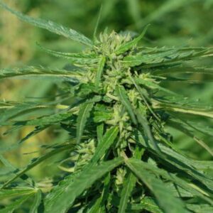 10 UND FEM - CBD TERRA ITALIA * FEMALE SEEDS 10 UND FEMINIZADAS