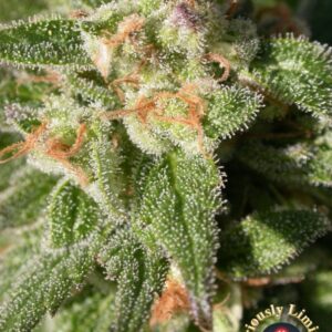 6 UND FEM - CBD WARLOCK * SERIOUS SEEDS 6 UND FEMINIZADAS