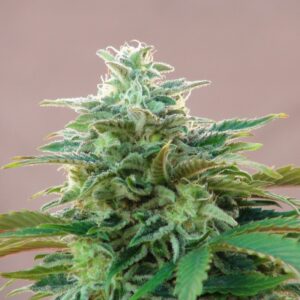 10 UND FEM - CBDV AUTO * KANNABIA SEEDS 10 UND FEMINIZADAS