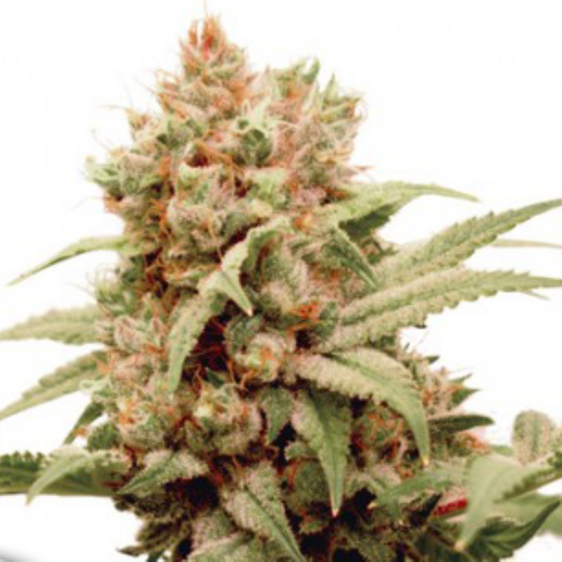 10 UND FEM - CBG-FORCE ﾮ * DUTCH PASSION 10 UND FEMINIZADAS