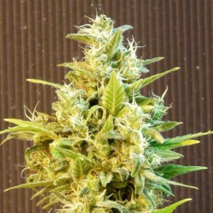 5 UND FEM - CBG AUTO * KANNABIA SEEDS 5 UND FEMINIZADAS