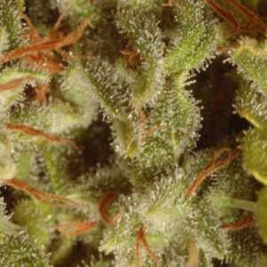 6 UND FEM - CHAMPIONS PACK SATIVA * PARADISE SEEDS 6 UND FEMINIZADAS