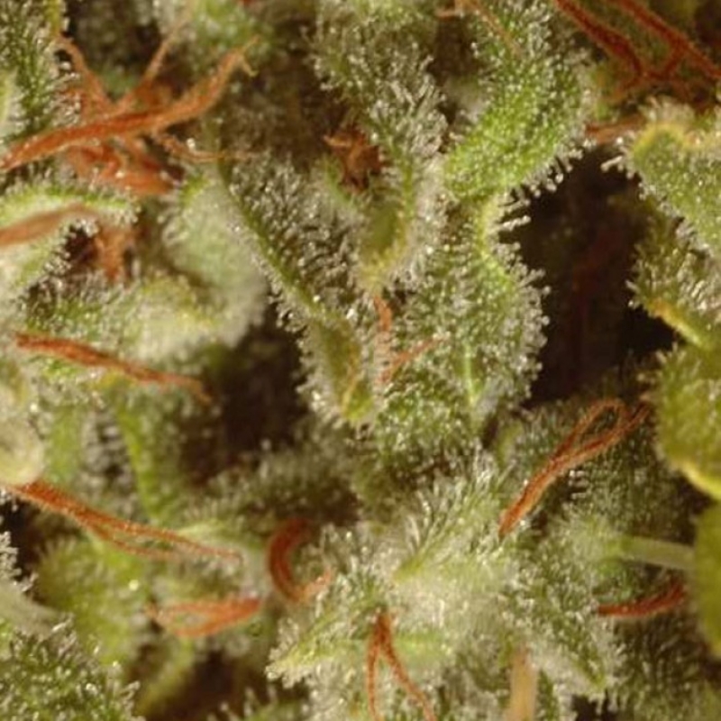 6 UND FEM - CHAMPIONS PACK SATIVA * PARADISE SEEDS 6 UND FEMINIZADAS