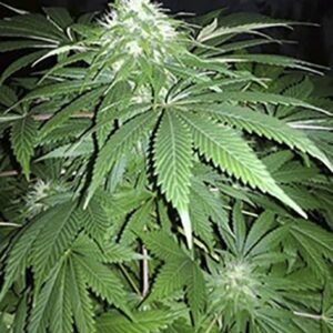 10 UND  REG - CHAPITA DE MICHOACAN * CANNABIOGEN 10 UND REG