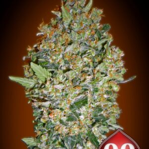 3 UND FEM - CHEESE BERRY * 00SEEDS 3 UND FEMINIZADAS