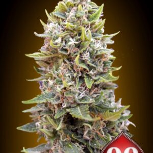 25 UND FEM - AUTO CHEESE BERRY * 00SEEDS 25 UND FEMINIZADAS