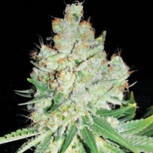 10 UND FEM - CHEESE * BULK SEED 10 UND FEM