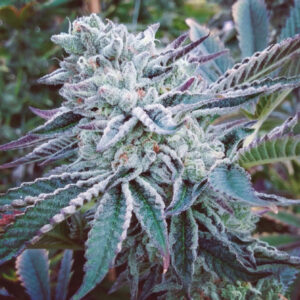 5 UND FEM - CHEESE CAKE COOKIES * THE KUSH BROTHERS SEEDS 5 UND FEMINIZADA