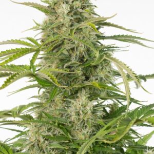 1 UND FEM - CHEESE CBD AUTO * DINAFEM 1 UND FEM