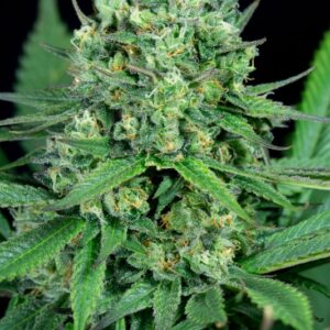 5 UND FEM - CHEESE CBD * DINAFEM 5 UND FEM