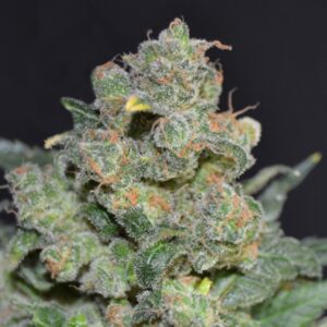 6 UND FEM - CHEESE * CBD SEEDS 6 UND FEMINIZADAS