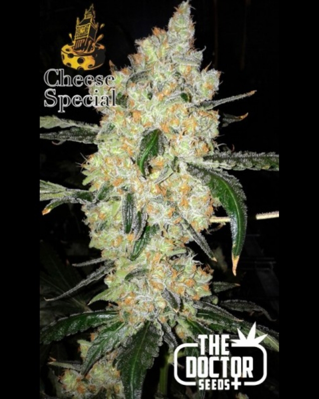 25 UND FEM - CHEESE SPECIAL * THE DOCTOR SEEDS 25 UND FEMINIZADAS