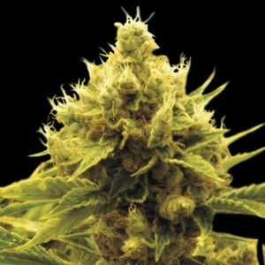 3 UND FEM - CHEESE X CRITICAL * EXCLUSIVE SEEDS 3 UND FEM