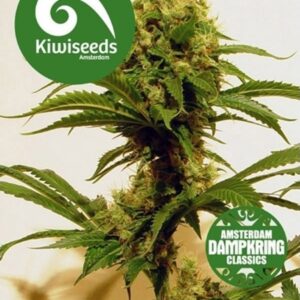 3 UND FEM - CHEESE X HAZE * KIWISEEDS DAMPKRING CLASSICS3 UND FEMINIZADAS