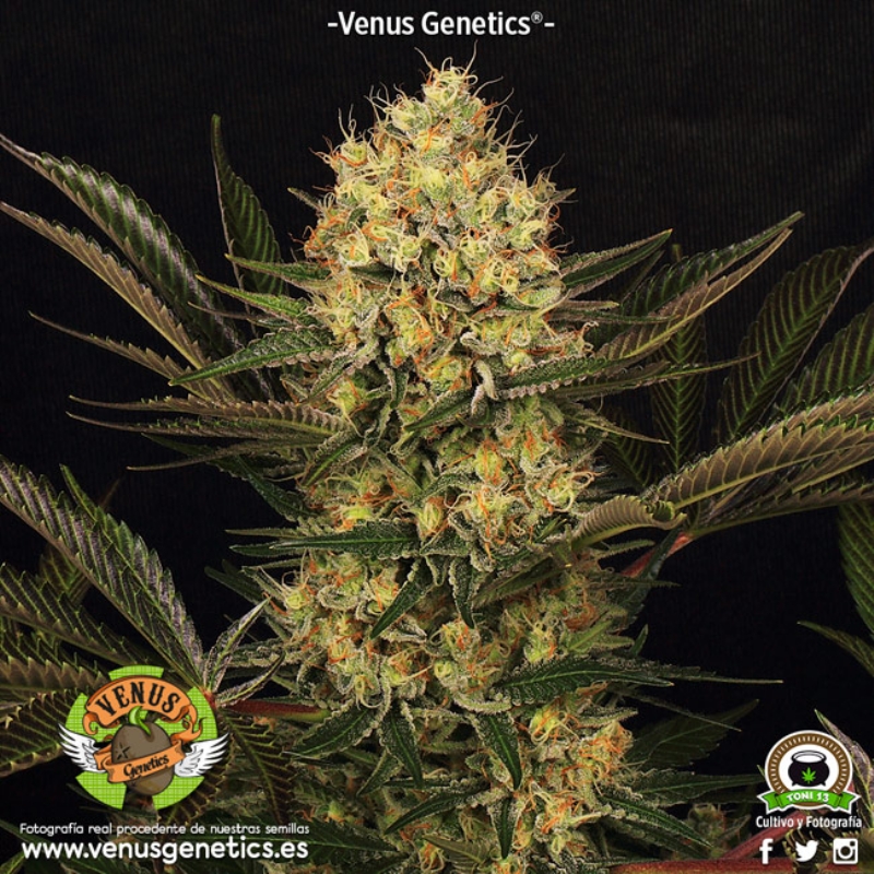 10 UND FEM - CHEESEKABERRY * VENUS GENETIC 10 UND FEMINIZADAS