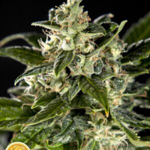 3 UND FEM - CHEESY AUTO CBD * PHILOSOPHER 3 UND FEMINIZADAS