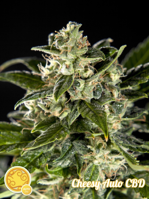 1 UND FEM - CHEESY AUTO CBD * PHILOSOPHER 1 UND FEMINIZADAS