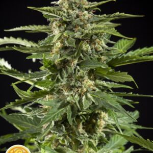 25 UND FEM - CHEESY AUTO * PHILOSOPHER SEEDS 25 UND FEM