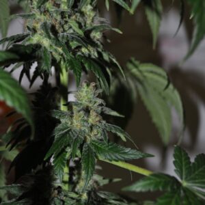 5 UND FEM - CHEEZE WRECK * SAGARMATHA 5 UND FEMINIZADAS