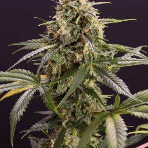 10 UND FEM - CHEM-BOMB AUTO * HUMBOLDT 10 UND FEMINIZADAS