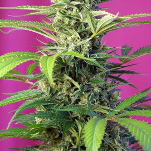 3 UND FEM - CHEM BEYOND DIESEL CBD ﾮ * SWEET SEEDS 3 UND FEMINIZADAS