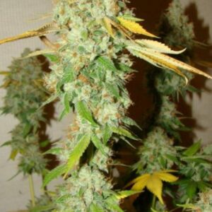 10 UND FEM - CHEM OG * FEMALE SEEDS 10 UND FEMINIZADAS