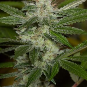 5 UND FEM - CHEMDAWG  * HUMBOLDT SEEDS 5 UND FEMINIZADAS