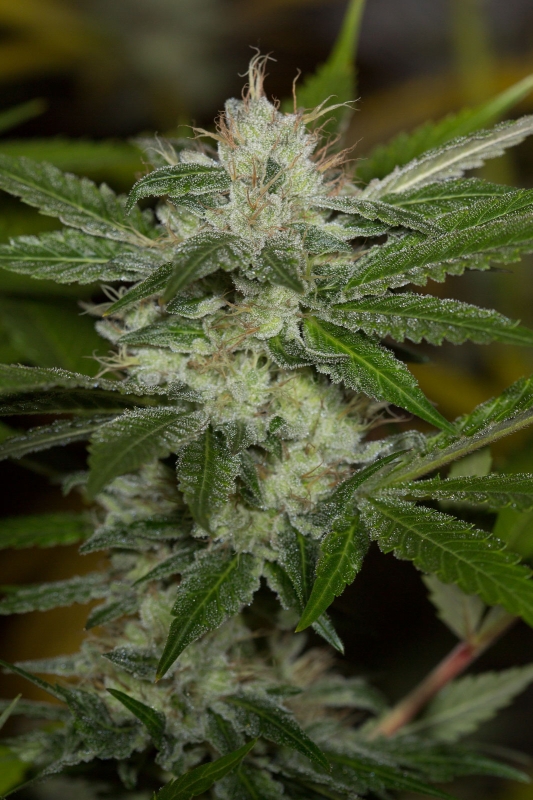 10 UND FEM - CHEMDAWG  * HUMBOLDT SEEDS 10 UND FEM  FEMINIZADAS