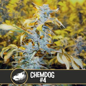 3 UND FEM - CHEMDOG # 4 * BLIMBURN SEEDS 3 UND FEMINIZADAS