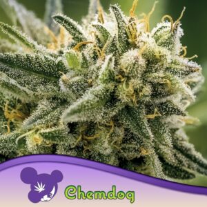 5 UND FEM - CHEMDOG * ANESIA SEEDS 5 FEMINIZADAS