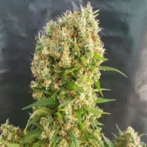 10 UND FEM - CHEMDOG GORILLA * EXPERT 10 UND FEMINIZADAS