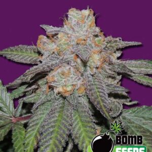 10 UND FEM - CHERRY BOMB AUTO * BOMB SEEDS 10 UND FEMINIZADAS