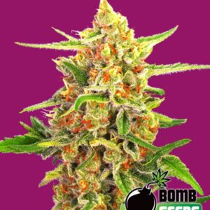 10 UND REG - CHERRY BOMB * BOMB SEEDS 10 UND REGULARES