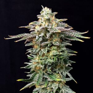 5 UND FEM - CHERRY DREAM EDITION * KANNABIA SEEDS 5 UND FEM