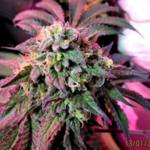 4 UND FEM - CHERRY PIE * FEMALE SEEDS 4 UND FEMINIZADAS
