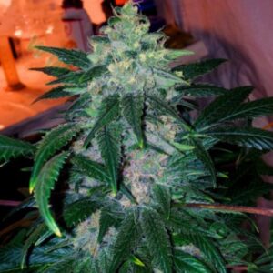 10 UND REG - CHIESEL * DEVILS HARVEST 10 UND REG