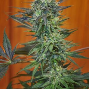10 UND REG - CHILL-OM  * MANDALA SEEDS 10 UND REGULARES