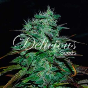 1 UND FEM - CHOCOBANG (SATIVA LINE) * DELICIOUS 1 UND FEMINIZADAS