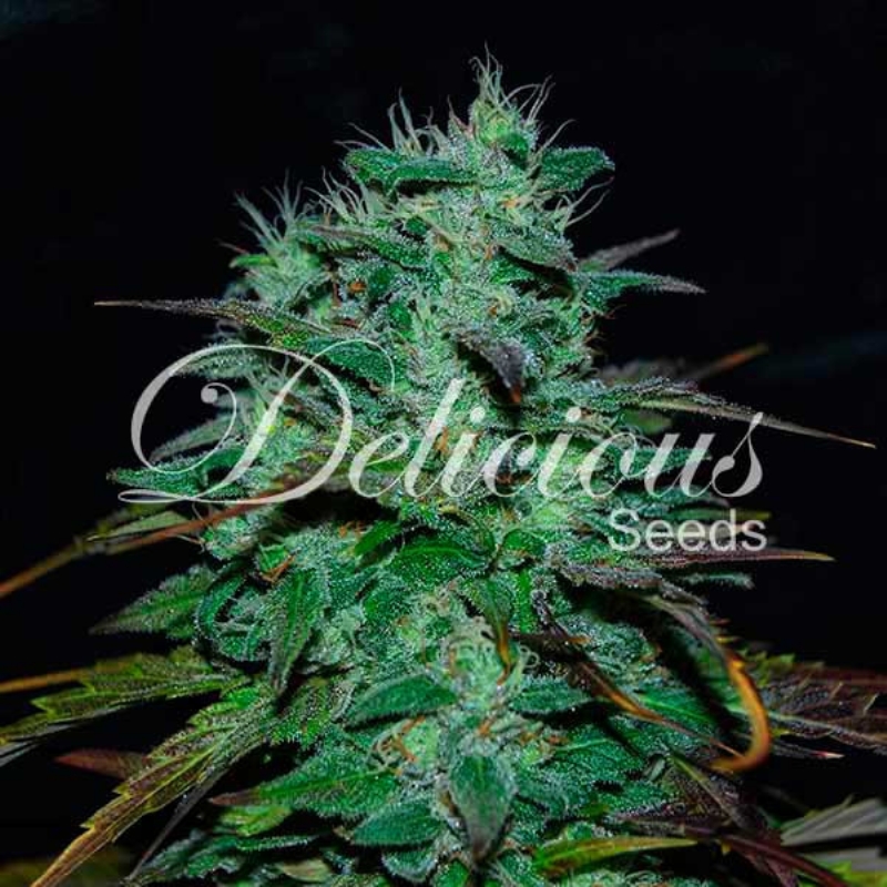 5 UND FEM - CHOCOBANG (SATIVA LINE) * DELICIOUS 5 UND FEMINIZADAS