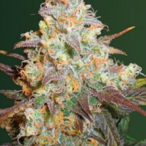 10 UND FEM - CHOCODOPE * VICTORY SEEDS FEMINIZADA 10 UND