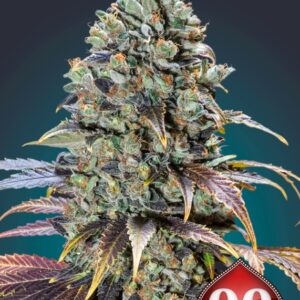 5 UND FEM - CHOCOLATE CREAM * 00SEEDS 5 UND FEMINIZADAS