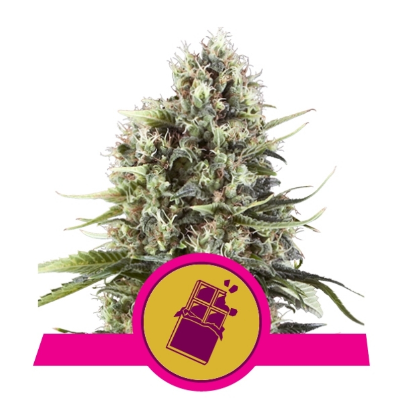 5 UND FEM - CHOCOLATE HAZE * ROYAL QUEEN FEMINIZADA 5 UND