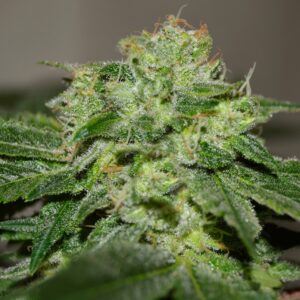5 UND FEM - CHOCOLATE HEAVEN * G13 LABS SEEDS 5 FEMINIZADAS